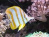 copperbandbutterfly009.jpg