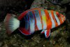 Harlequin_Tuskfish.jpg