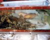 HK_Market_cyanide_target_food_fish_200k.jpg