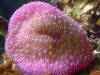 pink_plate_coral.JPG