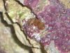 coral_id.jpg