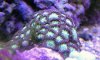Oyster rock coral.jpg