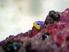 Scared Dottyback.jpg