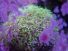 Metalic Star Polyps.jpg