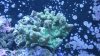 coral 001.jpg