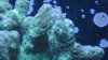 coral 002.jpg