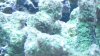 coral 003.jpg