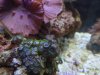 jakeh24-albums-my-tank-picture2017-tube-worm.jpg