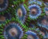 jakeh24-albums-my-tank-picture1892-nice-close-up-shot.jpg