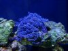 jakeh24-albums-my-tank-picture1867-purple-xenia.jpg