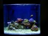 jakeh24-albums-my-tank-picture1922-full-tank-shot.jpg