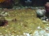 newpicsoftank1.JPG