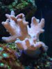 DSC00718.JPG