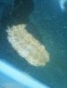 nudibranch.jpg