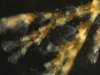 hydroid colony.jpg