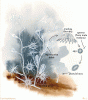 hydroid cycle.gif