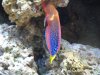 wrasse.JPG