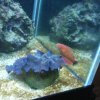 carpenters wrasse.jpg