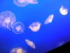 Jelly fish 1.JPG