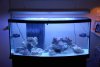 Fish tank done 193.jpg