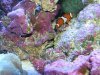 clown nest.jpg