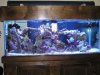 75 g tank.jpg