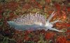 white-tipped-nudibranch.jpg
