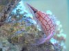 longnose hawkfish.jpg