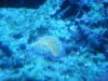 ricordia actinic.jpg