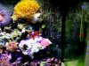 blurryclown.JPG