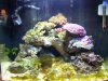 algaefts (2).jpg