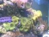 T. maxima clam.jpg