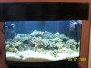aquarium 4.jpg
