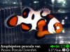 Amphiprion_percula_picasso.jpg