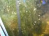 algea 1.jpg