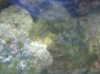 algea 2.jpg