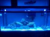 blue lights.jpg