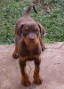 puppy.jpg