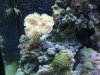 DSCF1528a.JPG