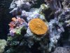 DSCF1529a.JPG
