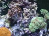 DSCF1530a.JPG