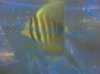 yellow and black sailfin tang.jpg