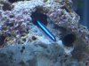 Neon Goby (3).JPG