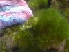 hair-algae-02.JPG