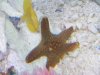 starfish.jpg
