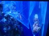 Tank pictures 7-09 001.jpg
