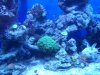 Tank pictures 7-09 003.jpg