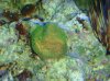 Tank pictures 7-09 005.jpg