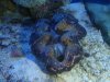 Tank pictures 7-09 020.jpg