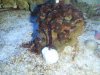 Tank pictures 7-09 022.jpg